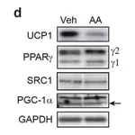 Merck Anti-UCP-1 antibody produced in rabbit