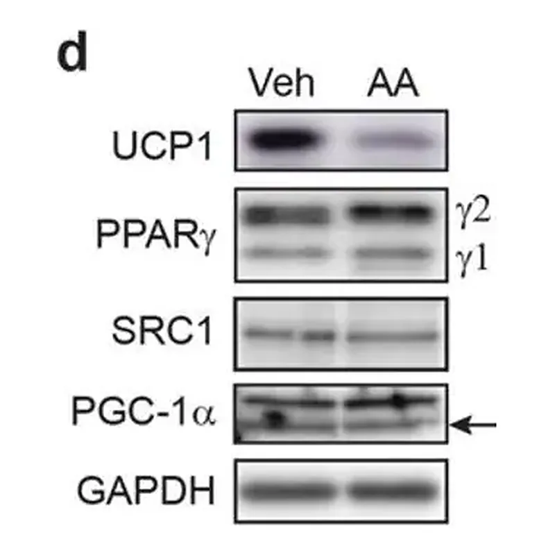 Merck Anti-UCP-1 antibody produced in rabbit