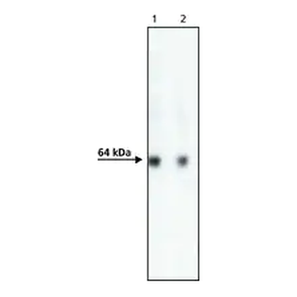 Merck Anti-AcV5 antibody, Mouse monoclonal