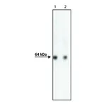 Merck Anti-AcV5 antibody, Mouse monoclonal