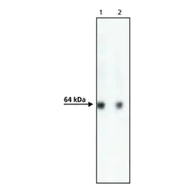 Merck Anti-AcV5 antibody, Mouse monoclonal