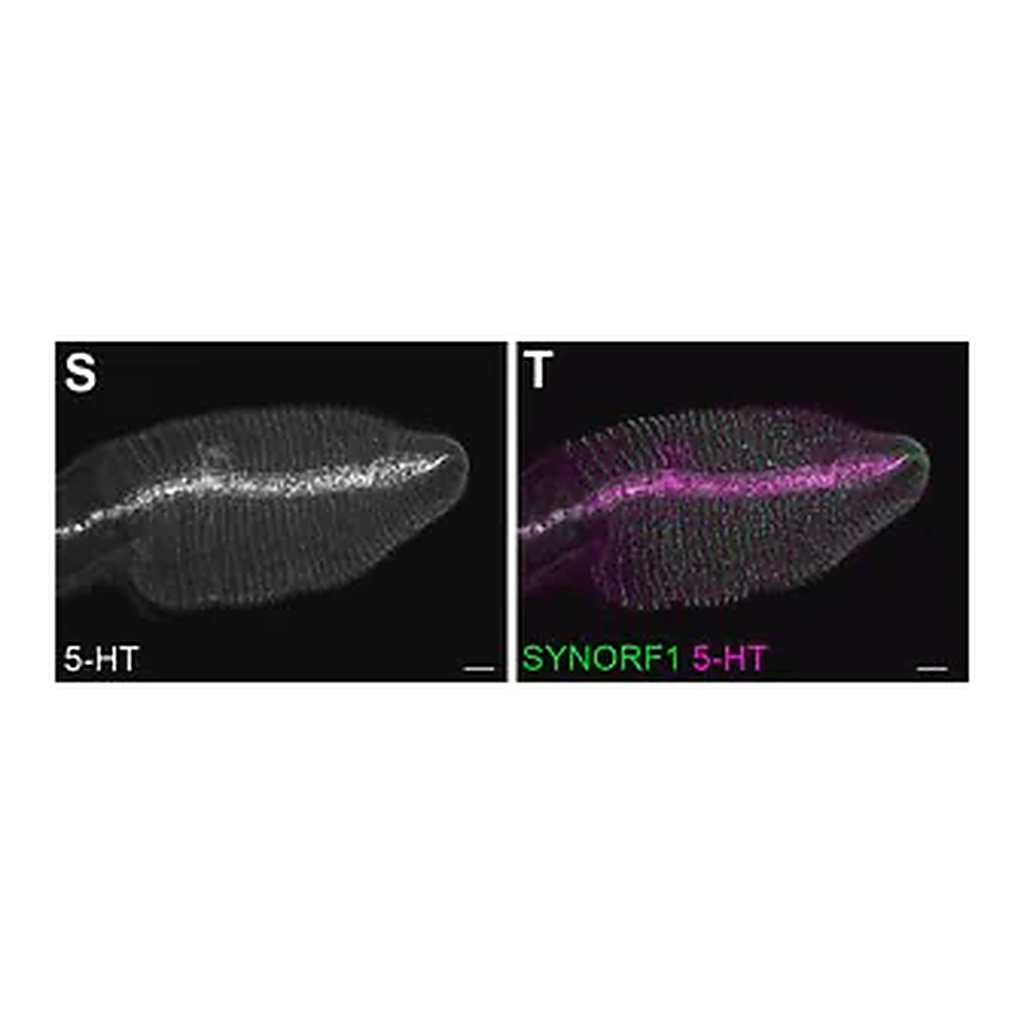 Merck Anti-Serotonin antibody produced in rabbit