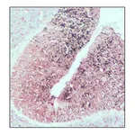 Merck Anti-SNAP-25 antibody produced in rabbit