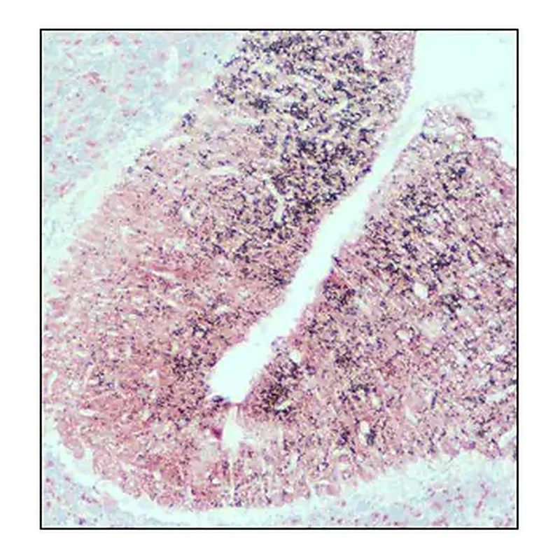 Merck Anti-SNAP-25 antibody produced in rabbit