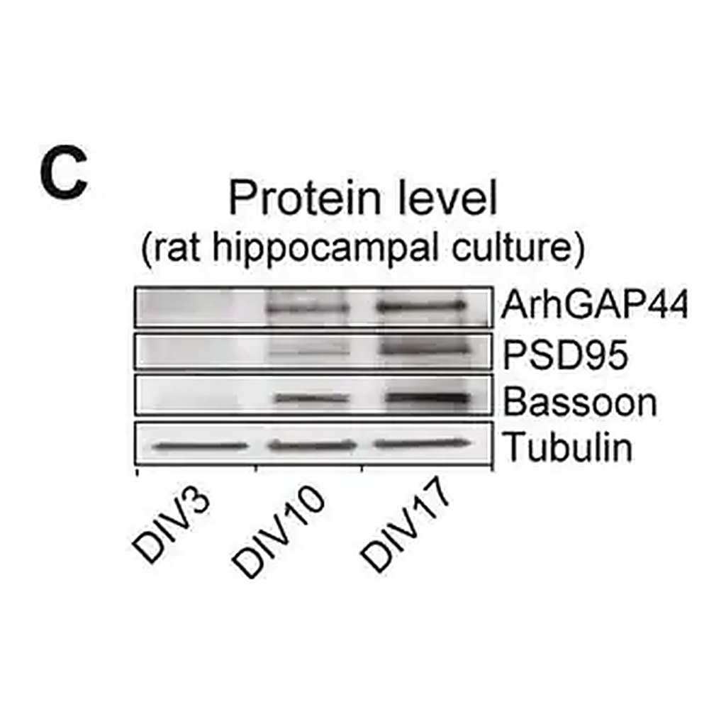 Merck Anti-β-Tubulin III (neuronal) antibody, Mouse monoclonal