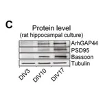 Merck Anti-β-Tubulin III (neuronal) antibody, Mouse monoclonal