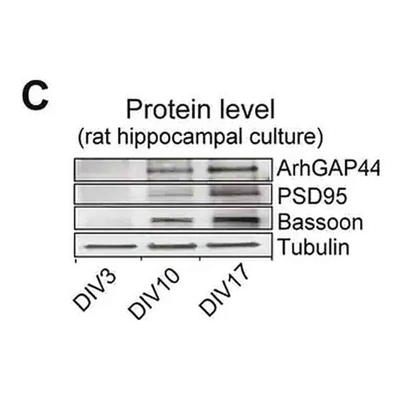 Merck Anti-β-Tubulin III (neuronal) antibody, Mouse monoclonal
