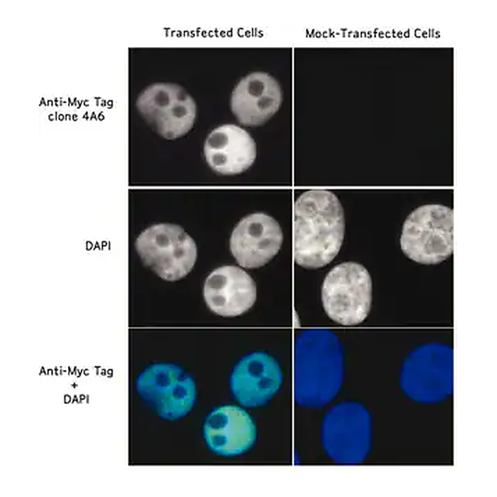 Merck Anti-Myc Tag Antibody, clone 4A6