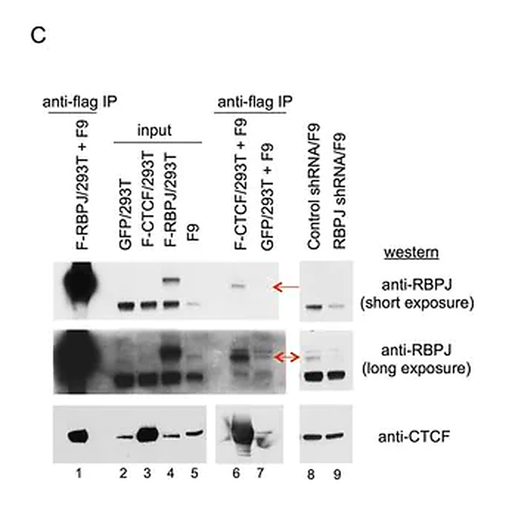 Merck Anti-CTCF Antibody