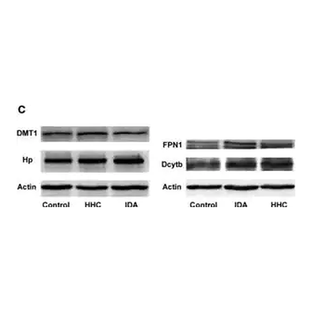 Merck Anti-Actin antibody, Mouse monoclonal
