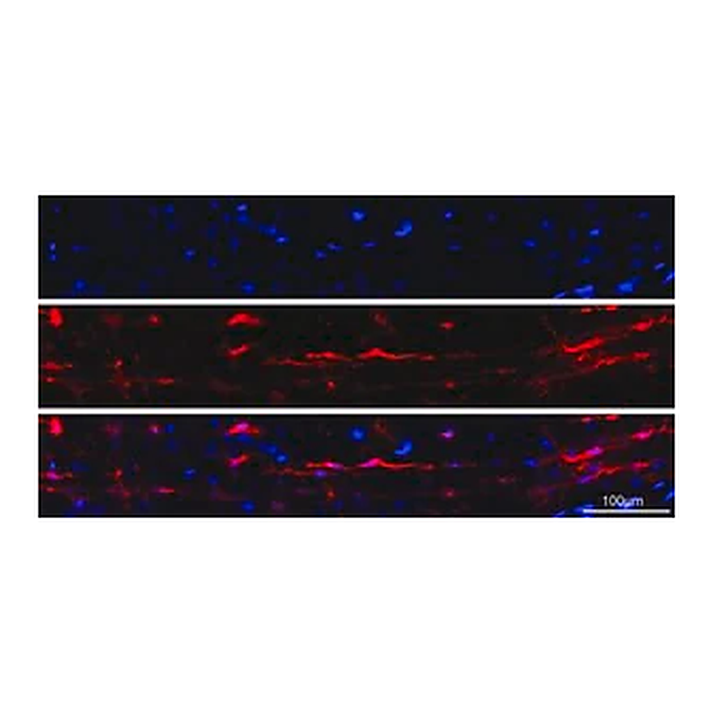 Merck Anti-Iba1/AIF1 Antibody