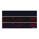 Merck Anti-Iba1/AIF1 Antibody