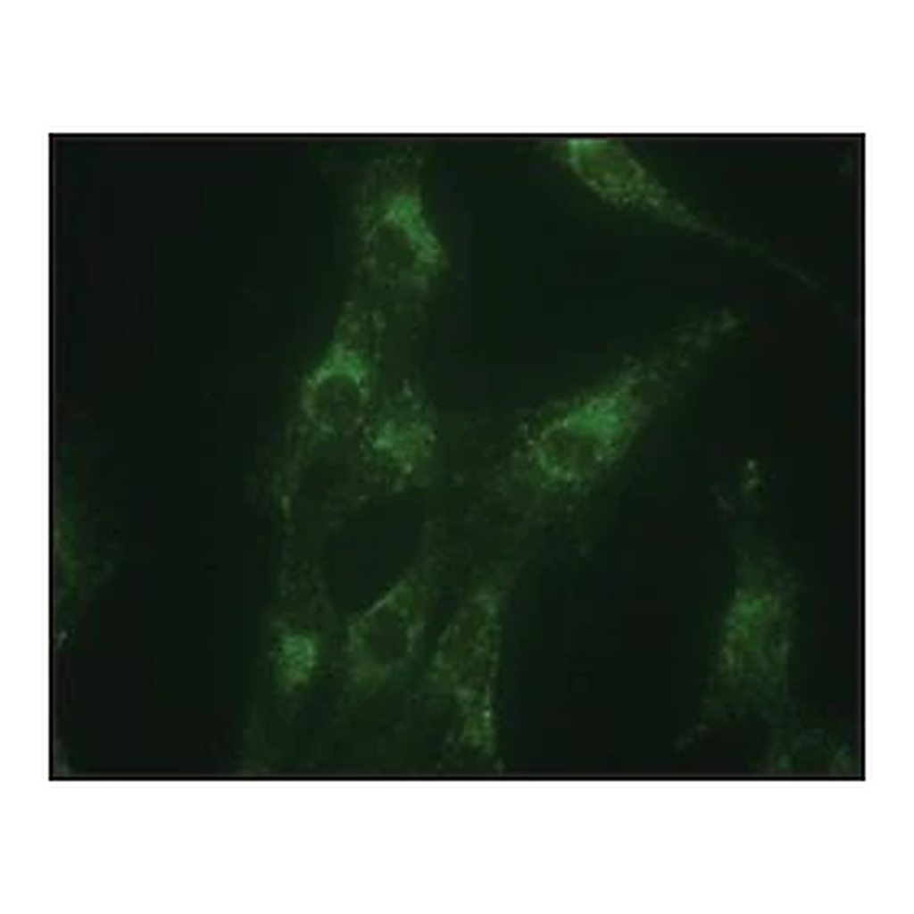 Merck Anti-LAMP1 antibody produced in rabbit