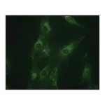 Merck Anti-LAMP1 antibody produced in rabbit