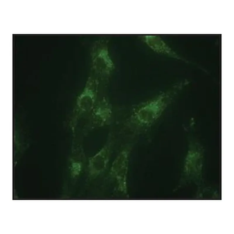 Merck Anti-LAMP1 antibody produced in rabbit