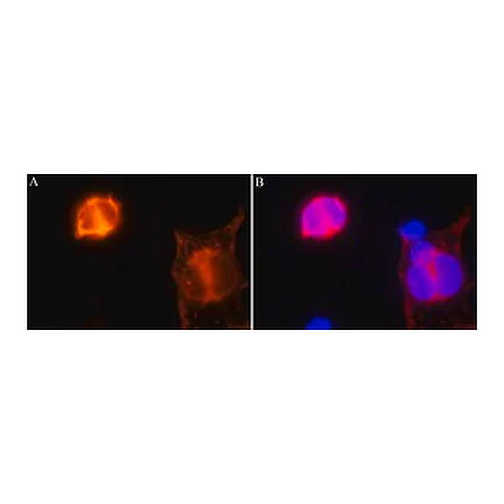 Merck Anti-CRISPR/Cas9 antibody, Mouse monoclonal