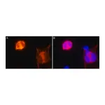 Merck Anti-CRISPR/Cas9 antibody, Mouse monoclonal