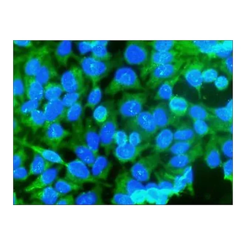 Merck Anti-Caspase 3, Active antibody produced in rabbit