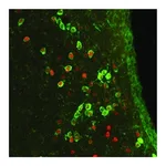 Merck Anti-c-Fos antibody produced in rabbit