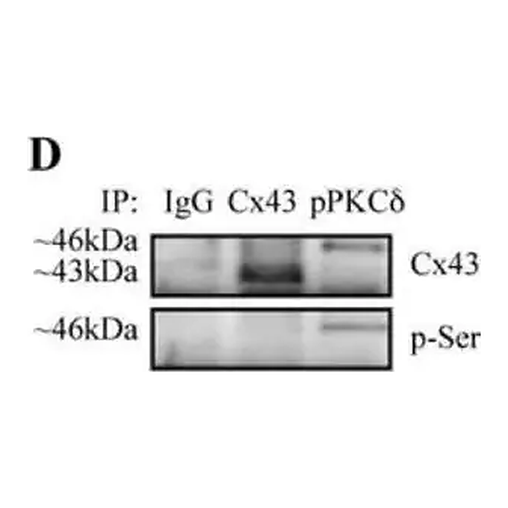 Merck Monoclonal Anti-Phosphoserine antibody produced in mouse