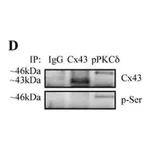 Merck Monoclonal Anti-Phosphoserine antibody produced in mouse