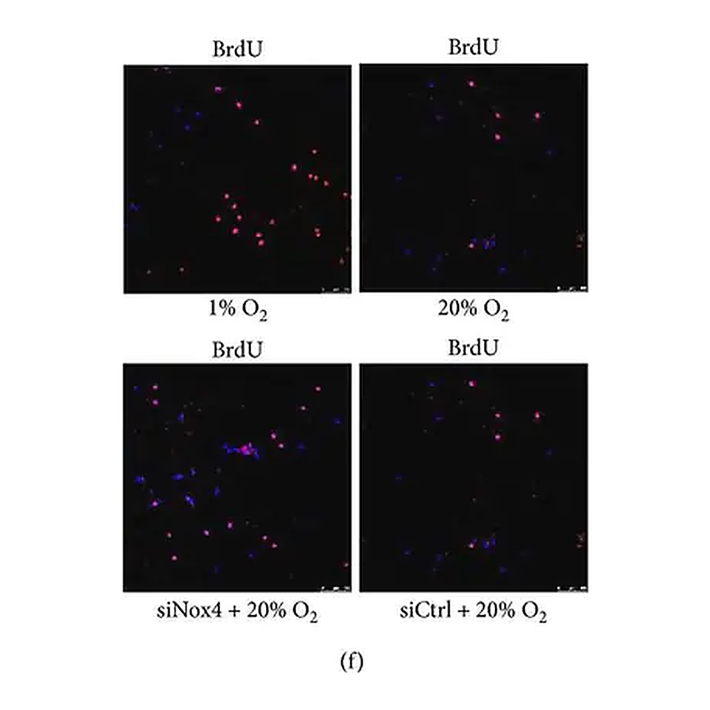 Merck Anti-BrdU antibody, Mouse monoclonal