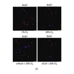Merck Anti-BrdU antibody, Mouse monoclonal