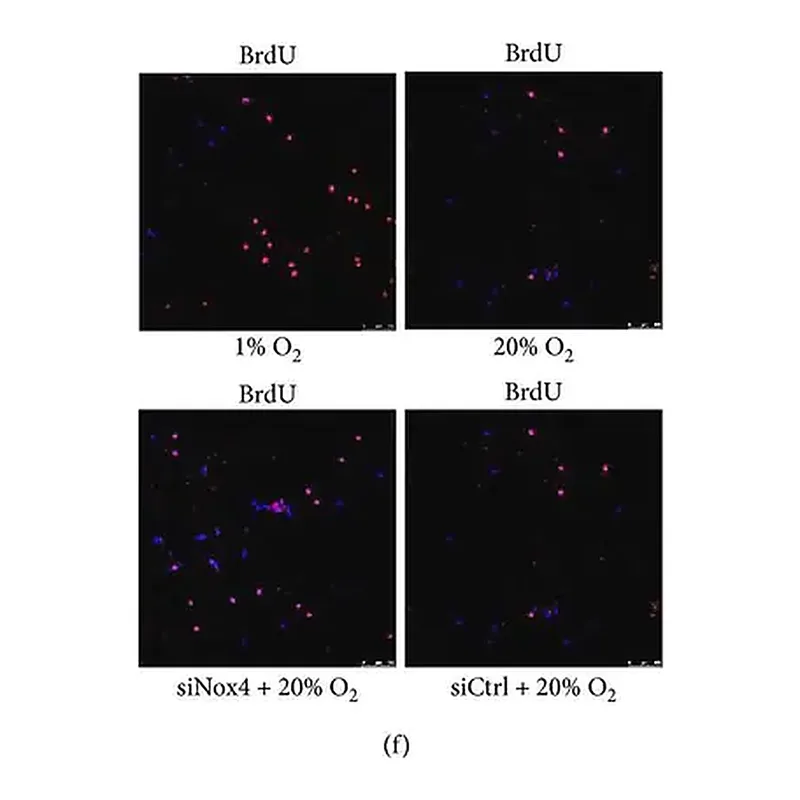 Merck Anti-BrdU antibody, Mouse monoclonal