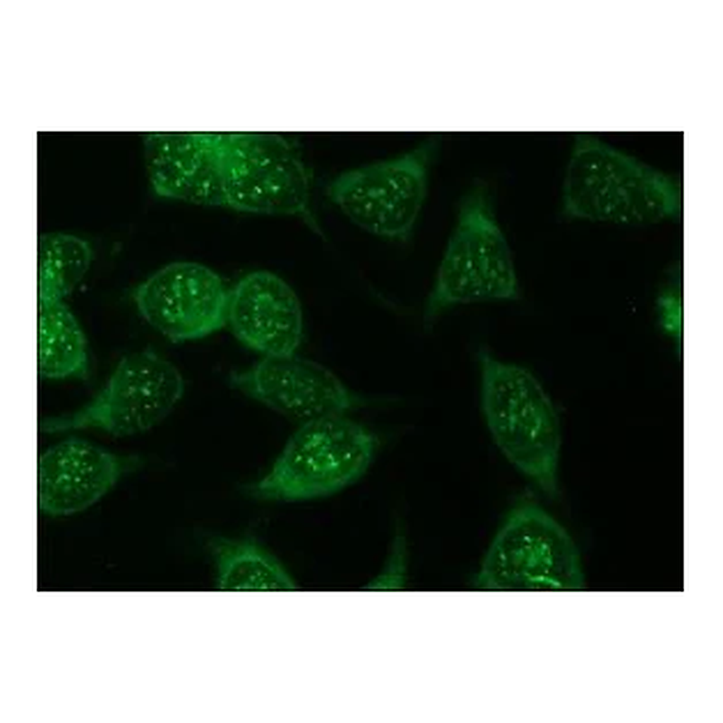 Merck Anti-Luciferase antibody produced in rabbit
