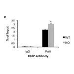 Merck Anti-RNA polymerase II Antibody, clone CTD4H8