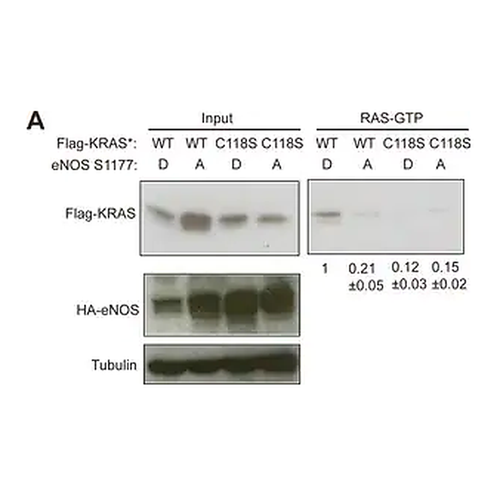 Merck Anti-β-Tubulin antibody, Mouse monoclonal