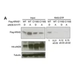 Merck Anti-β-Tubulin antibody, Mouse monoclonal