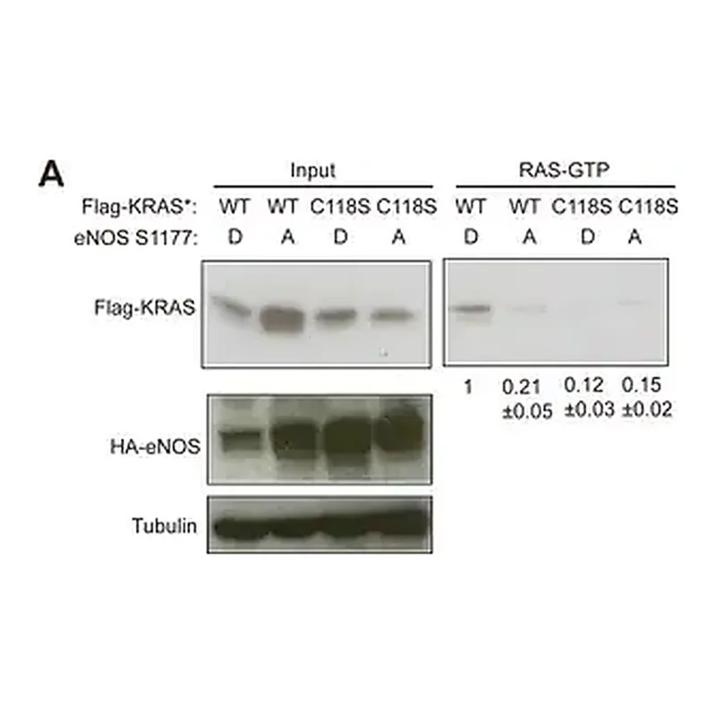 Merck Anti-β-Tubulin antibody, Mouse monoclonal