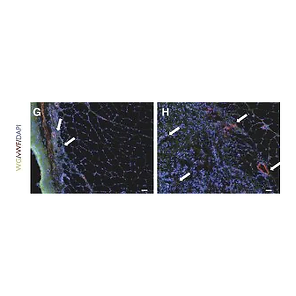 Merck Anti-von Willebrand Factor Antibody