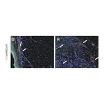 Merck Anti-von Willebrand Factor Antibody