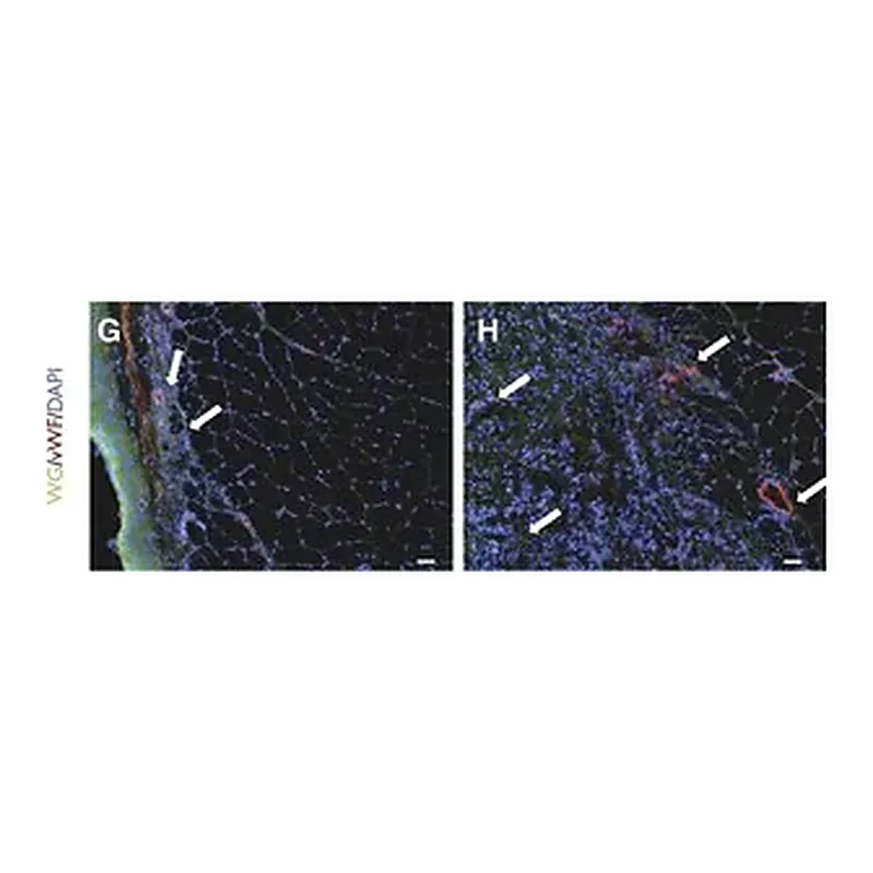 Merck Anti-von Willebrand Factor Antibody