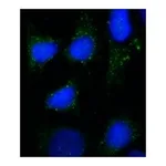 Merck Anti-Rab7 antibody, Mouse monoclonal