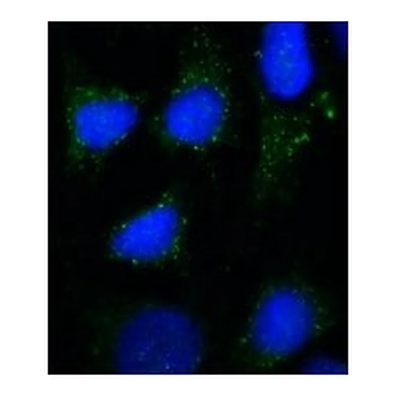 Merck Anti-Rab7 antibody, Mouse monoclonal