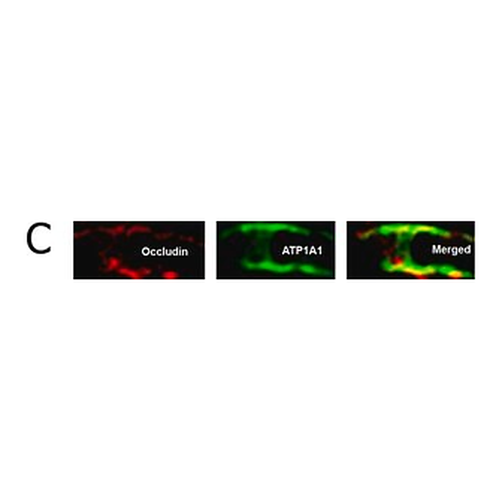 Merck Anti-Na+/K+ ATPase α-1 Antibody, clone C464.6