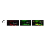 Merck Anti-Na+/K+ ATPase α-1 Antibody, clone C464.6