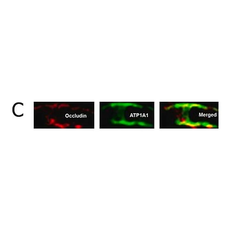Merck Anti-Na+/K+ ATPase α-1 Antibody, clone C464.6