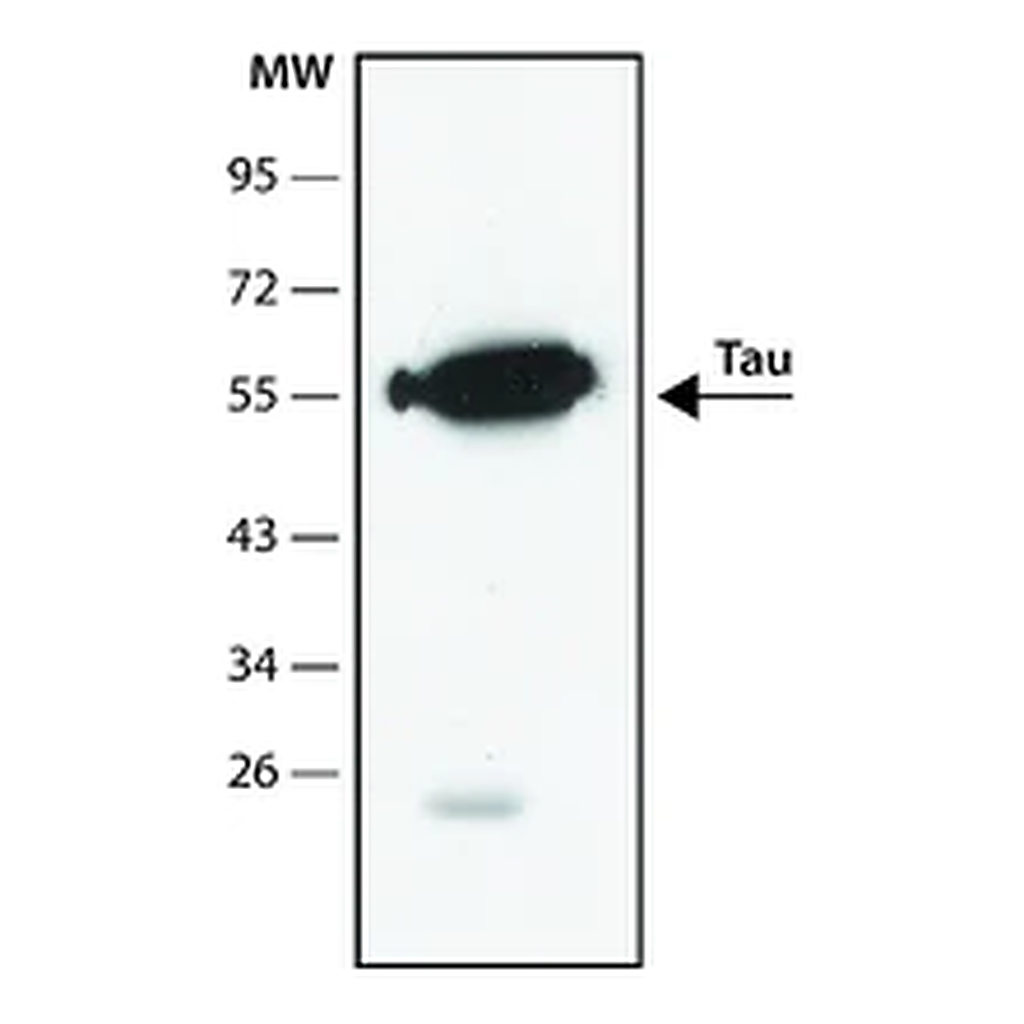 Merck Anti-Tau antibody, Mouse monoclonal