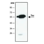 Merck Anti-Tau antibody, Mouse monoclonal