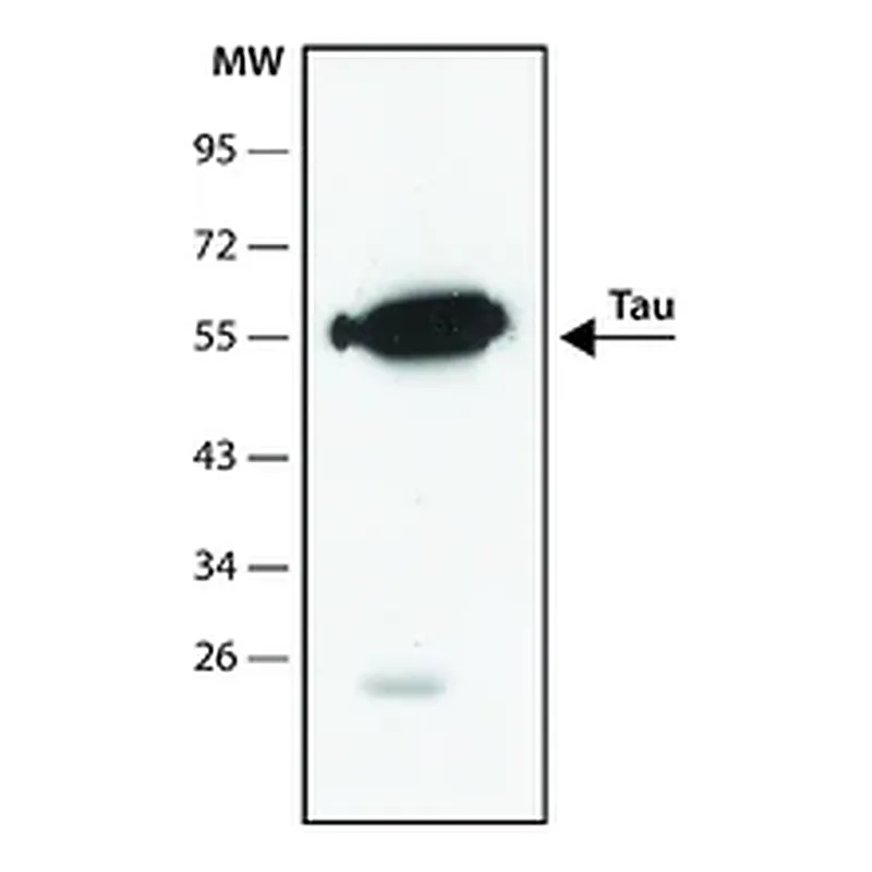 Merck Anti-Tau antibody, Mouse monoclonal