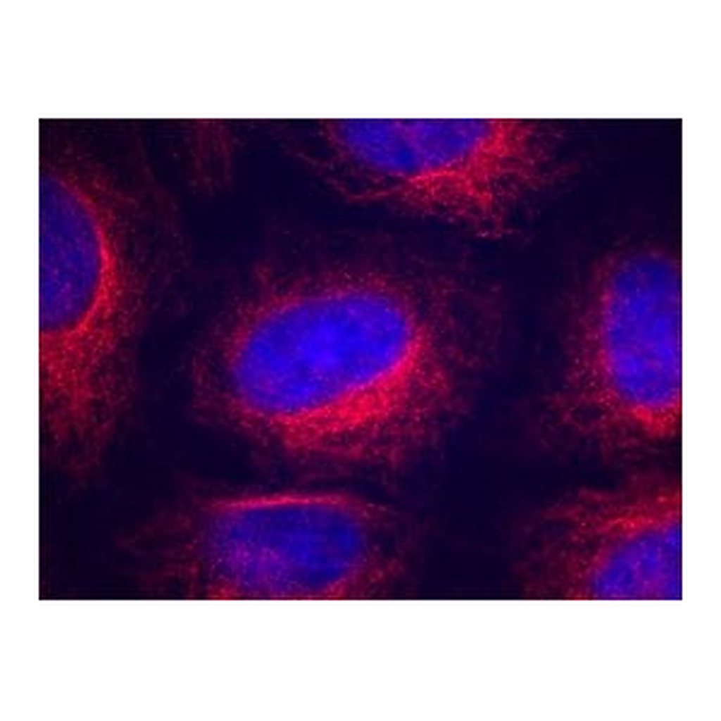 Merck Anti-α-Tubulin antibody, Mouse monoclonal