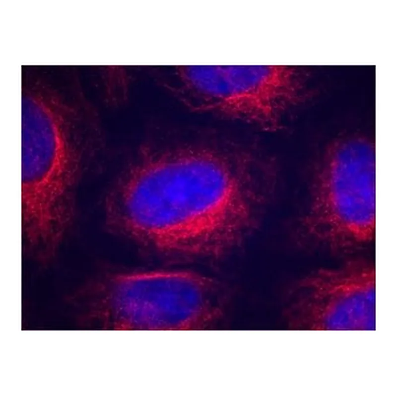 Merck Anti-α-Tubulin antibody, Mouse monoclonal