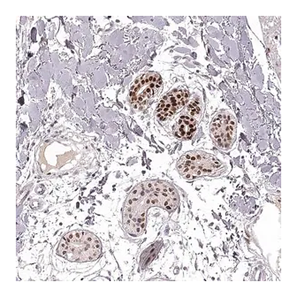 Merck Anti-EN1 antibody produced in rabbit