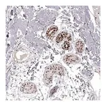 Merck Anti-EN1 antibody produced in rabbit