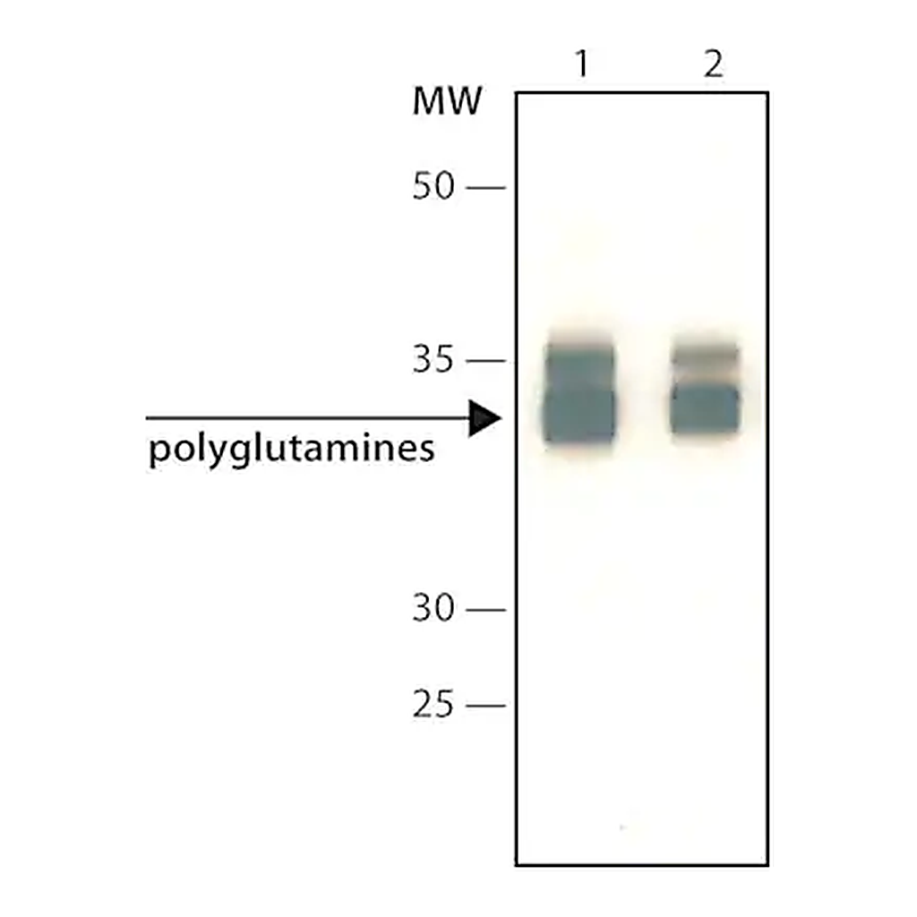 Merck Anti-Polyglutamines antibody, Mouse monoclonal