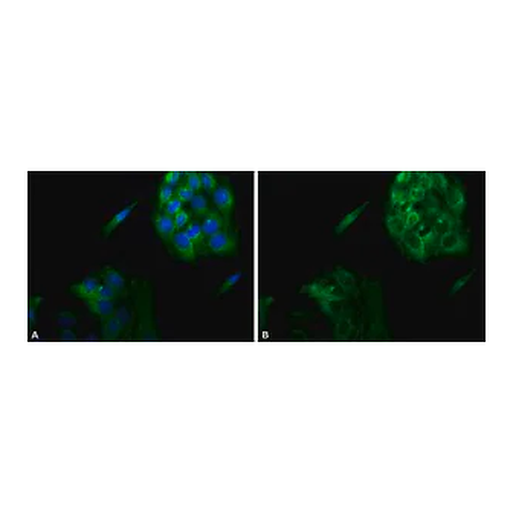 Merck Anti-Calnexin antibody produced in rabbit
